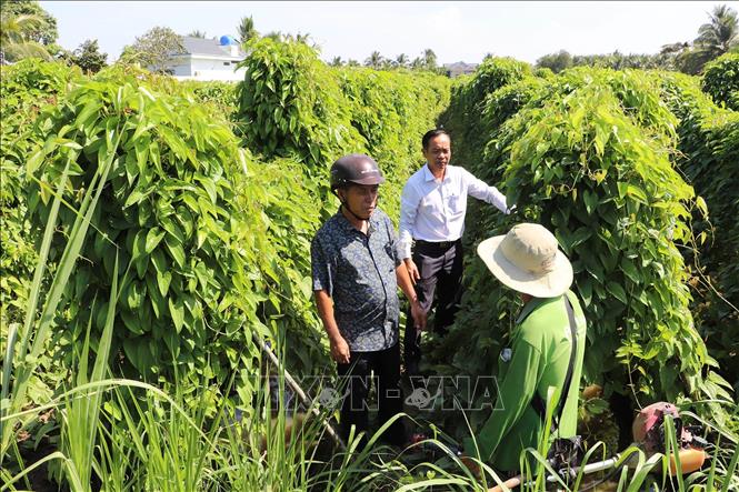 Kiểm tra độ sinh trưởng cây khoai mở trồng tại xã Tân Hòa Thành (Tân Phước, Tiền Giang). Ảnh: Minh Trí - TTXVN