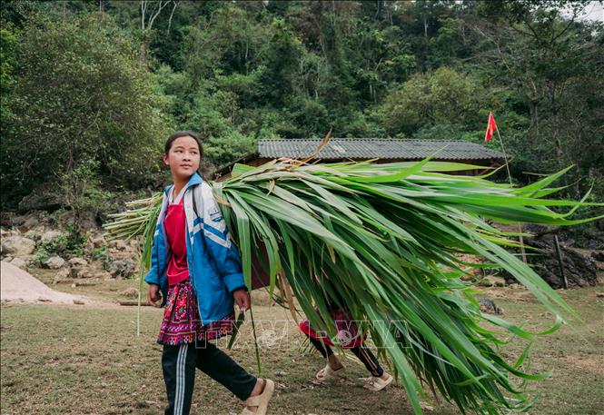 Người dân ở Hang Táu chủ yếu sống bằng nghề chăn nuôi, làm rẫy. Ảnh: Phạm Tuấn Anh - TTXVN