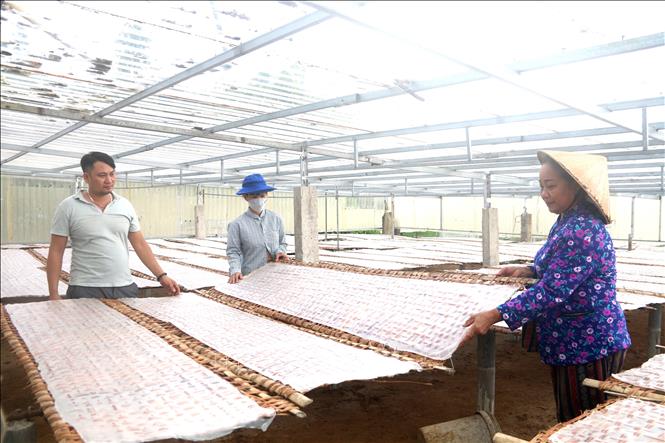 Người dân ấp Nô Công phơi bánh hủ tiếu. Ảnh: Thanh Hoà- TTXVN
