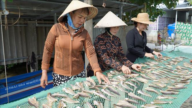 Người dân xã Đông Phong, huyện Vĩnh Thuận (Kiên Giang) phơi khô cá lóc đồng. Ảnh: Văn Sĩ - TTXVN