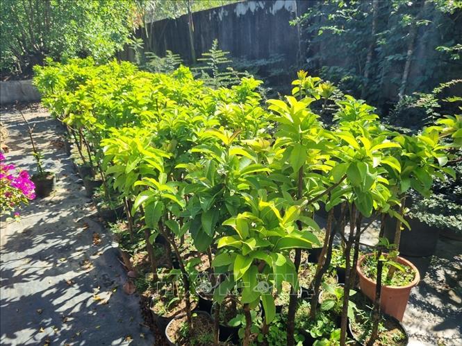 Vườn cung ứng giống cây trồng Tiến Mạnh (thành phố Kon Tum, tỉnh Kon Tum) là một trong khoảng 40 cơ sở cung ứng giống có nguồn gốc rõ ràng, đảm bảo chất lượng trên địa bàn tỉnh Kon Tum. Ảnh: Dư Toán – TTXVN