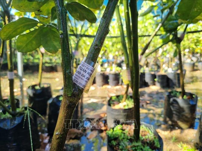 Giống cây trồng có nguồn gốc rõ ràng, đảm bảo chất lượng. Ảnh: Dư Toán – TTXVN