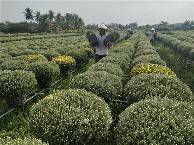 Chuẩn bị giao hoa cúc mâm xôi cho thị trường Tết. Ảnh: Huỳnh Phúc Hậu - TTXVN