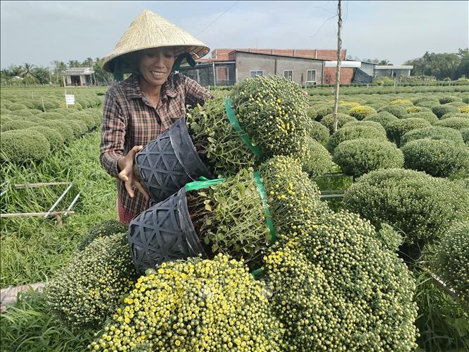 Chuẩn bị cúc mâm xôi bán cho thương lái. Ảnh: Huỳnh Phúc Hậu - TTXVN