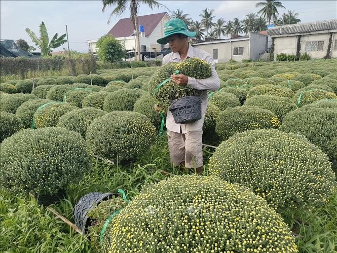 Chuẩn bị giao hoa cúc mâm xôi cho thương lái. Ảnh: Huỳnh Phúc Hậu - TTXVN