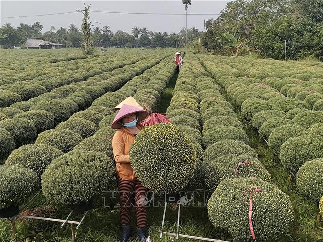 Chuẩn bị giao hoa cúc mâm xôi cho thương lái. Ảnh: Huỳnh Phúc Hậu - TTXVN