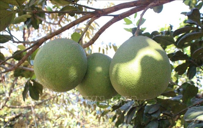Trái bưởi của Hợp tác xã cây ăn trái Long Tân được cấp chứng nhận phù hợp tiêu chuẩn GlobalG.A.P. Ảnh: TTXVN phát