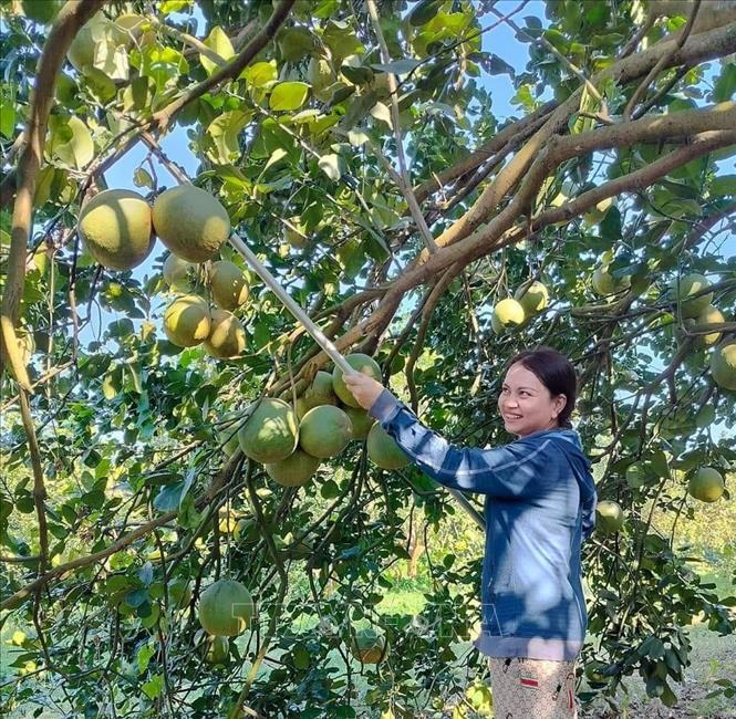 Trái bưởi của Hợp tác xã cây ăn trái Long Tân được cấp chứng nhận phù hợp tiêu chuẩn GlobalG.A.P. Ảnh: TTXVN phát