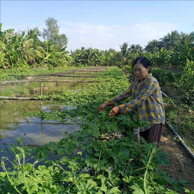 Bà Nguyễn Thị Quyến chăm sóc giàn khổ qua trên ao nuôi cá và nuôi ốc xen trong vườn chanh không hạt. Ảnh: Minh Hưng – TTXVN