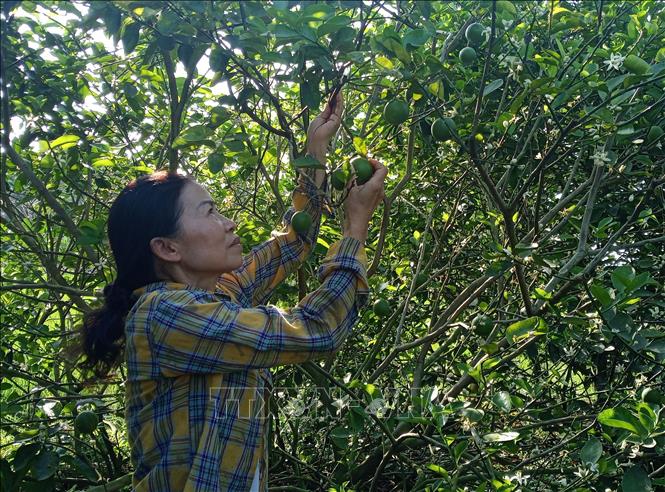 Bà Nguyễn Thị Quyến thu hoạch chanh không hạt. Ảnh: Minh Hưng – TTXVN
