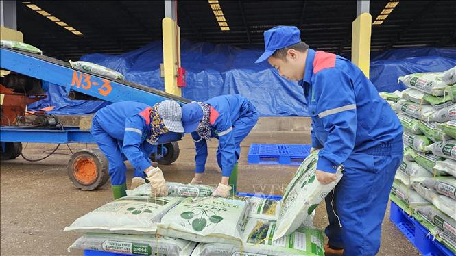 Công nhân vận chuyển, bốc xếp sản phẩm phân bón mới lên xe của khách hàng. Ảnh: Tạ Toàn - TTXVN