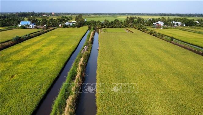 Lúa – tôm, mô hình thích ứng biến đổi khí hậu giúp nông dân nâng cao thu nhập. Ảnh: TTXVN phát