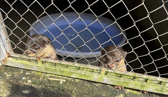 Rái cá vuốt má được nuôi dưỡng tại Trung tâm cứu hộ động vật hoang dã Vườn Quốc gia U Minh Thượng. Ảnh: Lê Sen - TTXVN
