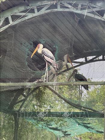 Giang Sen được nuôi dưỡng tại Trung tâm cứu hộ động vật hoang dã Vườn Quốc gia U Minh Thượng. Ảnh: Lê Sen - TTXVN
