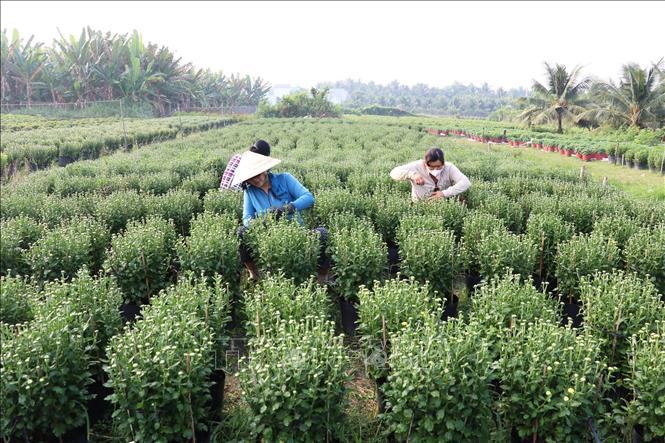  Chăm sóc hoa Tết ở làng ở làng hoa Tân Mỹ Chánh, Thành phố Mỹ Tho, tỉnh Tiền Giang. Ảnh: Hữu Chí - TTXVN