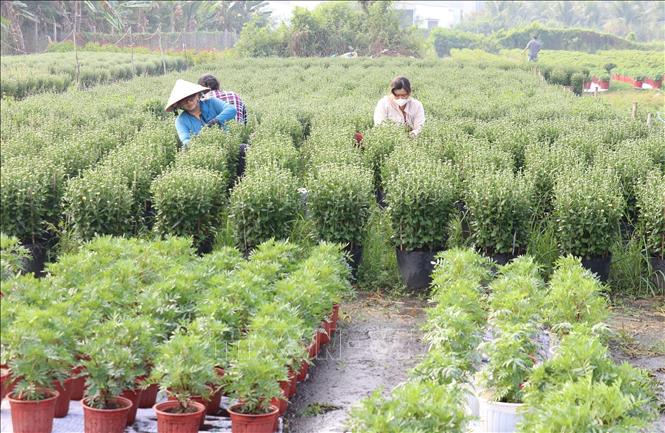  Từ đầu tháng 6 âm lịch, nông dân bắt đầu xuống giống các loại hoa Cúc. Ảnh: Hữu Chí - TTXVN