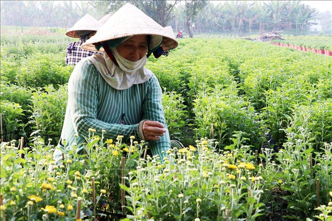 Các vườn hoa Tết ở làng hoa Tân Mỹ Chánh năm nay phát triển tốt, hứa hẹn mang lại thu nhập cao cho người dân trồng hoa. Ảnh: Hữu Chí - TTXVN