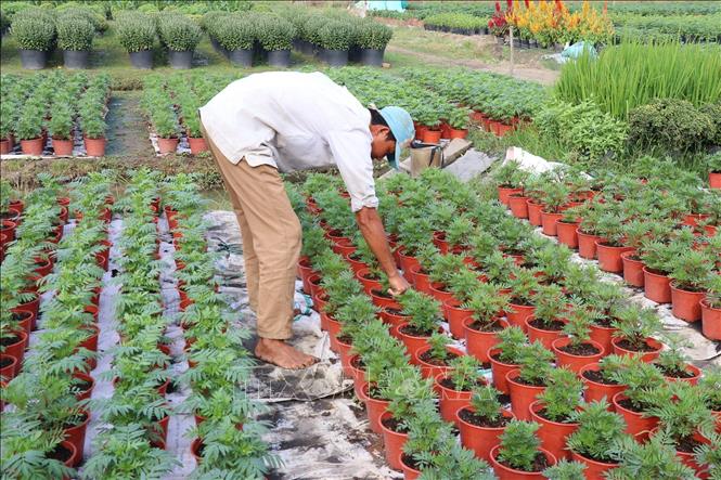 Thành viên Tổ hợp tác sản xuất hoa kiểng xã Mỹ Phong ở làng hoa Tân Mỹ Chánh,Thành phố Mỹ Tho chăm sóc hoa Tết. Ảnh: Hữu Chí - TTXVN