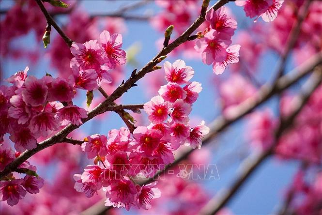 Hoa anh đào được trồng nhiều tại các khu vực đồi núi cao như: Sapa (Lào Cai), Mộc Châu (Sơn La), Măng Đen (Kon Tum), Đà Lạt... Ảnh: Khánh Hoà - TTXVN