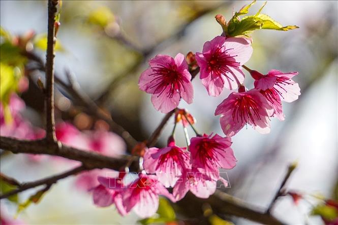 Hoa anh đào (sakura) vốn là loài hoa truyền thống của đất nước Nhật Bản, nở vào mùa xuân. Ảnh: Khánh Hoà - TTXVN