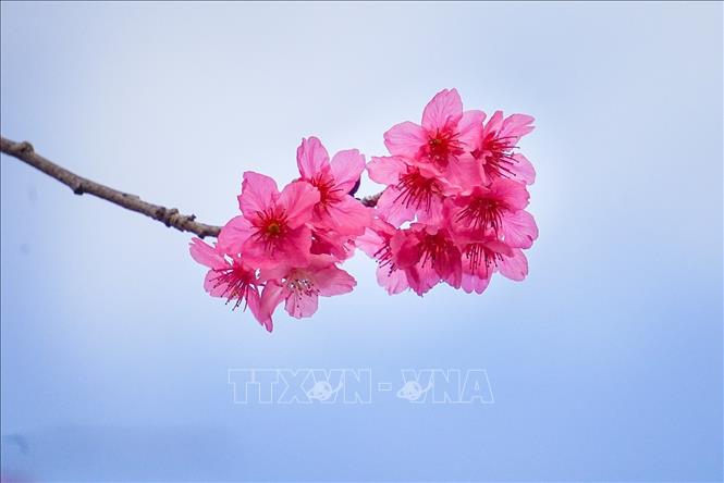 Vẻ đẹp của hoa anh đào tại Mộc Châu (Sơn La). Ảnh: Khánh Hoà - TTXVN