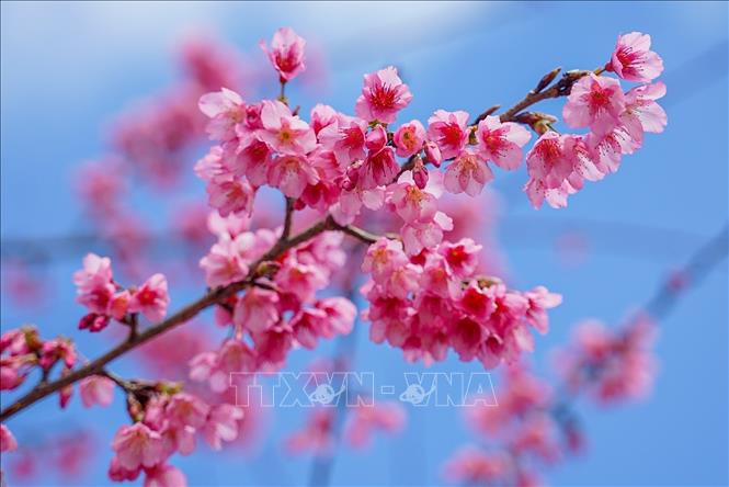 Vẻ đẹp của hoa anh đào tại Mộc Châu (Sơn La). Ảnh: Khánh Hoà - TTXVN