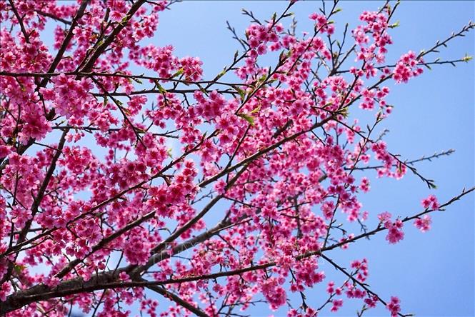 Vẻ đẹp của hoa anh đào tại Mộc Châu (Sơn La). Ảnh: Khánh Hoà - TTXVN