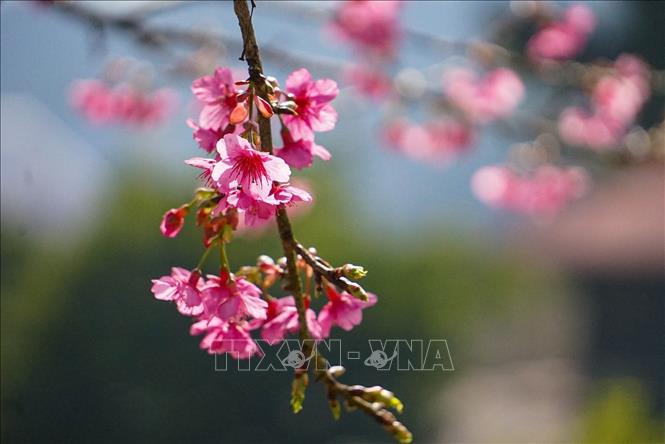 Vẻ đẹp của hoa anh đào tại Mộc Châu (Sơn La). Ảnh: Khánh Hoà - TTXVN