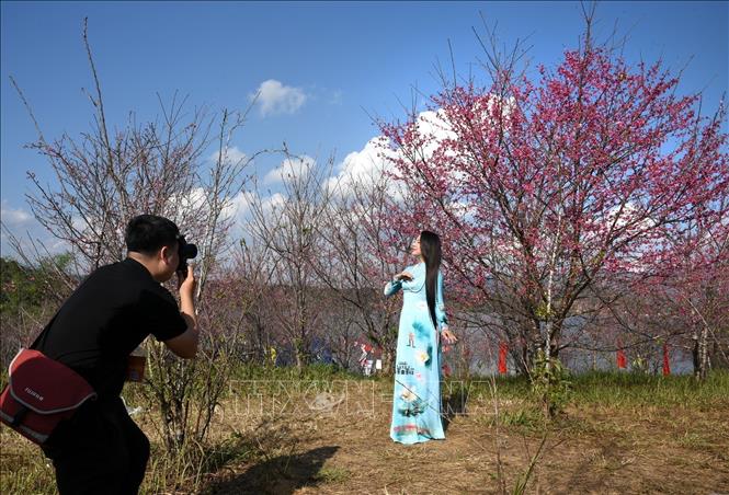 Visitors enjoy the beautiful peach blossoms at Pa Khoang reservoir's island. VNA Photo: Trung Kiên