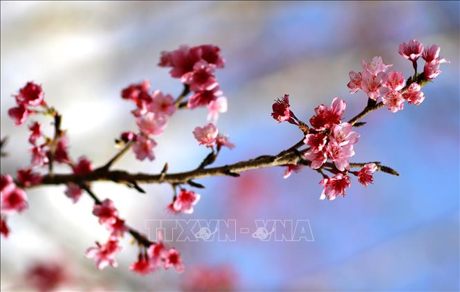Peach blossoms in full bloom at Pa Khoang Reservoir's island. VNA Photo: Trung Kiên