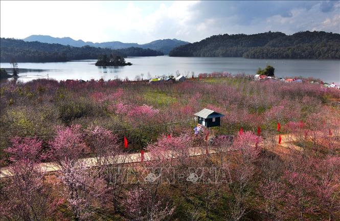 Pa Khoang Reservoir's island with thousands of blooming sakura trees. VNA Photo: Trung Kiên