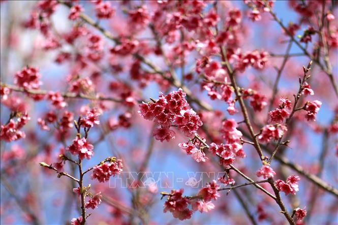 Peach blossoms in full bloom in the cold spring weather of Dien Bien province. VNA Photo: Trung Kiên