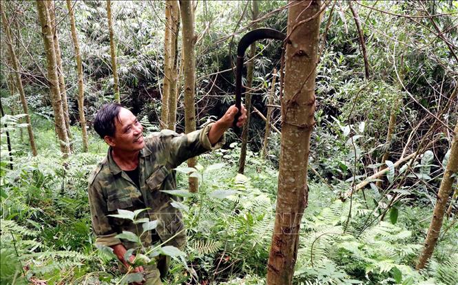 Locals in the northern province of Tuyen Quang afforest to improve their living. VNA Photo 