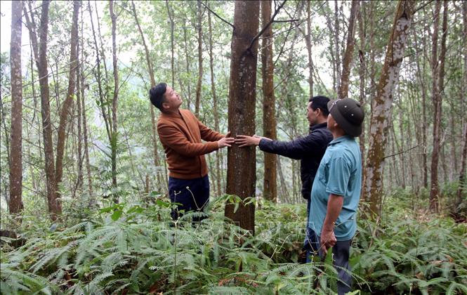 Locals in the northern province of Tuyen Quang afforest to improve their living. VNA Photo 