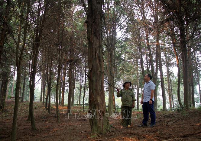 Locals in the central province of Nghe An are encouraged to develop pomu cypress forests to improve their living. VNA Photo