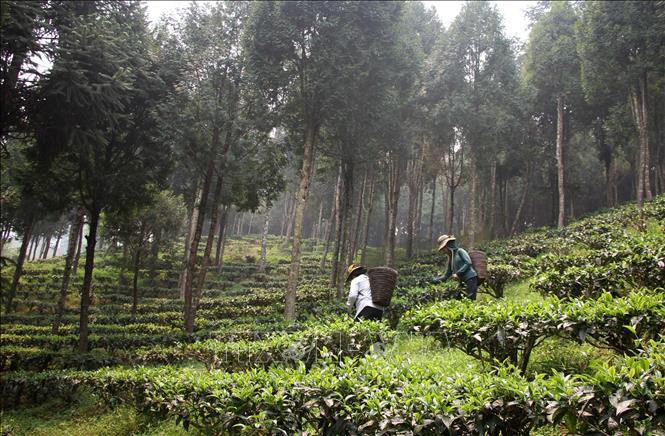 Intermingling shan tuyet tea plants with pomu cypress forests bring higher incomes to locals in the central province of Nghe An. VNA Photo