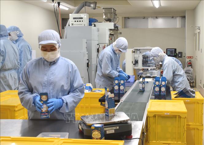 Một công đoạn trong quy trình sản xuất khép kín tại nhà máy của AFC-HD AMS Life Scienc. Ảnh: Nguyễn Tuyến - Pv TTXVN tại Nhật Bản