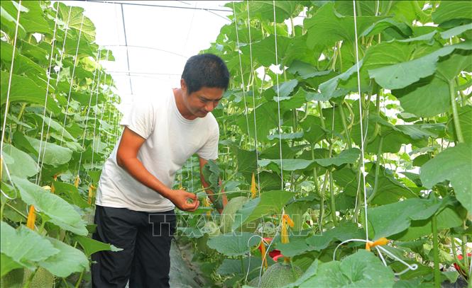 Nông dân tại thị xã Ngã Năm (Sóc Trăng) ứng dụng khoa học kỹ thuật trong trồng dưa lưới trong nhà kính đem lại hiệu quả kinh tế cao. Ảnh: Tuấn Phi - TTXVN