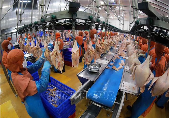Sản phẩm thịt gà được chế biến trên dây chuyền hiện đại của Công ty Cổ phần Chăn nuôi C.P Việt Nam ở Khu Công nghiệp Phú Nghĩa (Hà Nội). Ảnh: Vũ Sinh - TTXVN