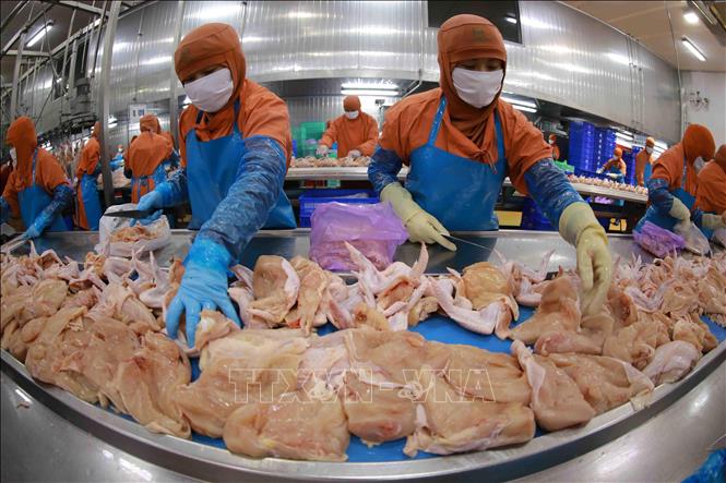 Phân loại sản phẩm thịt gà tại nhà máy của Công ty Cổ phần chăn nuôi C.P Việt Nam ở Khu Công nghiệp Phú Nghĩa (Hà Nội). Ảnh: Vũ Sinh - TTXVN