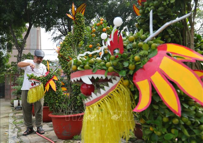 Nghệ nhân Trương Ngọc Xuân (Đồng Ngạc, Bắc Từ Liêm, Hà Nội) chỉnh sửa, tạo tác cặp cây quất rồng uốn, rồng lượn. Ảnh: Hoàng Hiếu - TTXVN