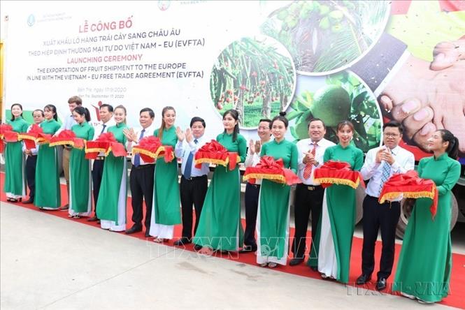 Lễ công bố xuất khẩu lô hàng trái cây đầu tiên của Việt Nam sang thị trường EU theo Hiệp định Thương mại tự do Việt Nam-EU (EVFTA), trong đó có 12 tấn bưởi sang thị trường Đức (17/9/2020). Ảnh: Huỳnh Phúc Hậu - TTXVN
