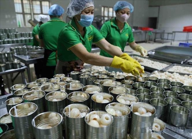 Đóng hộp vải thiều tươi tại Công ty Cổ phần Xuất nhập khẩu Vifoco (Bắc Giang) phục vụ thị trường trong nước và xuất khẩu sang thị trường Đức. Ảnh: Vũ Sinh - TTXVN
