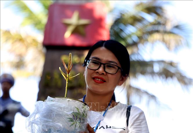 Mầm cây bàng vuông Trường Sa được ươm trong chậu làm quà về đất liền. Ảnh: Hồng Đạt - TTXVN

