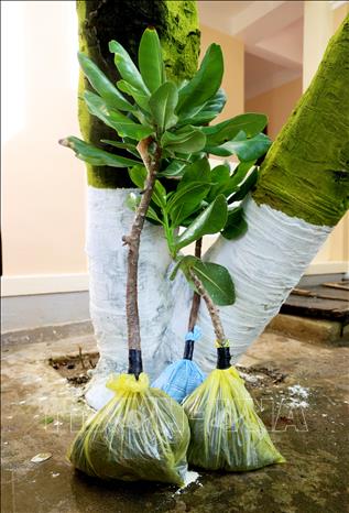 Cây bàng vuông Trường Sa được chiết cành để làm quà về đất liền. Ảnh: Hồng Đạt - TTXVN
