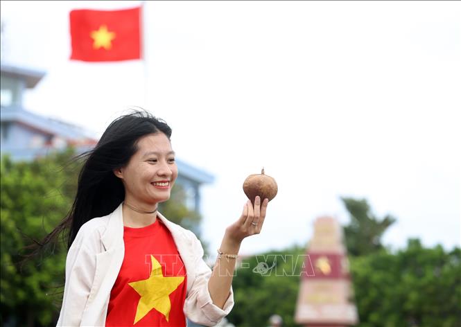 Quả bàng vuông khô - một món quà đặc biệt của Trường Sa. Ảnh: Hồng Đạt - TTXVN
