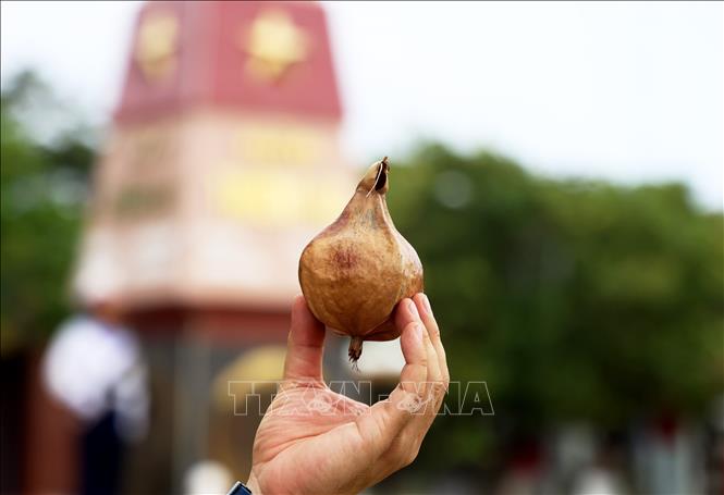 Quả bàng vuông khô - một món quà đặc biệt của Trường Sa. Ảnh: Hồng Đạt - TTXVN
