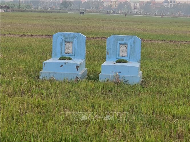 Mồ mả được xây trên đất trồng lúa và rau màu ở cánh đồng thuộc thị trấn Thanh Lãng, huyện Bình Xuyên, tỉnh Vĩnh Phúc. Ảnh: Nguyễn Trọng Lịch - TTXVN 