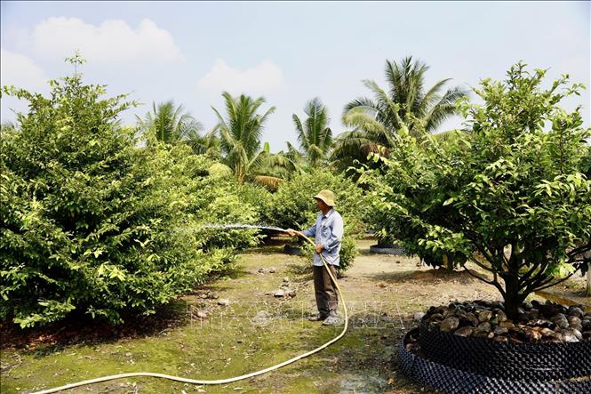 Chăm sóc mai tại làng mai Bình Lợi, huyện Bình Chánh (Thành phố Hồ Chí Minh). Ảnh: Xuân Anh - TTXVN