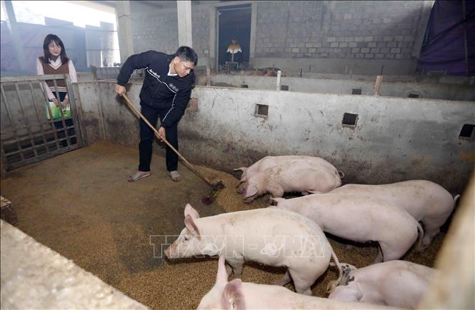 Được vay ưu đãi 150 triệu đồng, thanh niên Nguyễn Hải Teo, dân tộc Pa Cô ở xã Quảng Nhâm, huyện A Lưới mạnh dạn đầu từ chuồng trại nuôi lợn theo phương pháp an toàn sinh học cho hiệu quả tốt, được công nhận là nông dân sản xuất giỏi của huyện. Ảnh: Trần Việt - TTXVN